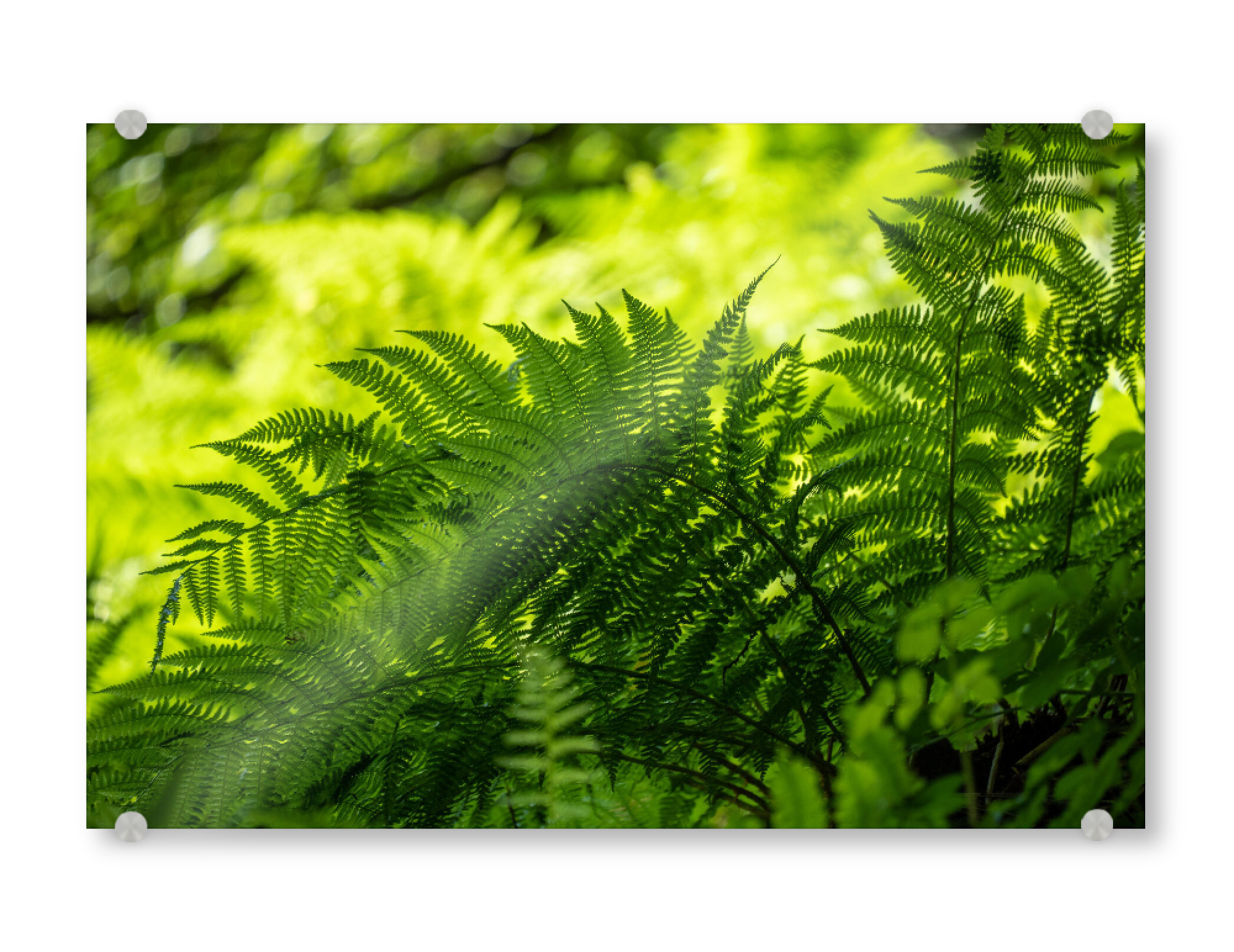Acrylglasbild "Fern in the shade" artboxONE - Natur - Farn,Pflanzen,Schatten,Wald,Grüne lunge,Plants,Natur,Nature
