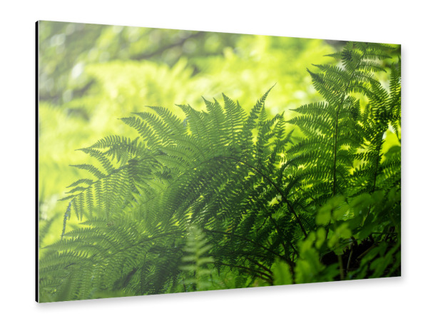 Alu-Dibond "Fern in the shade" 30x20 cm artboxONE