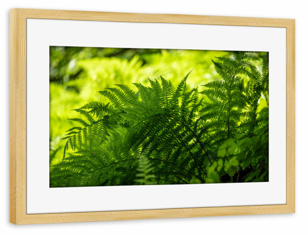 Poster mit Rahmen kiefer "Fern in the shade" artboxONE - Natur - Farn,Pflanzen,Schatten,Wald,Grüne lunge,Plants,Natur,Nature