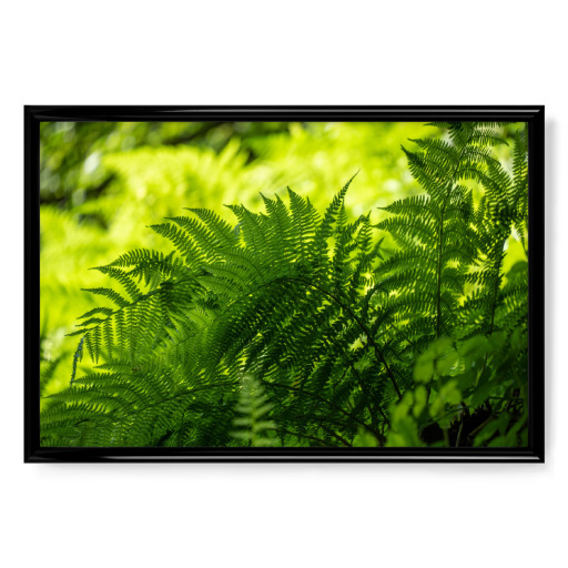 Fern in the shade