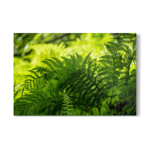 Galerie-Print "Fern in the shade" 30x20 cm artboxONE