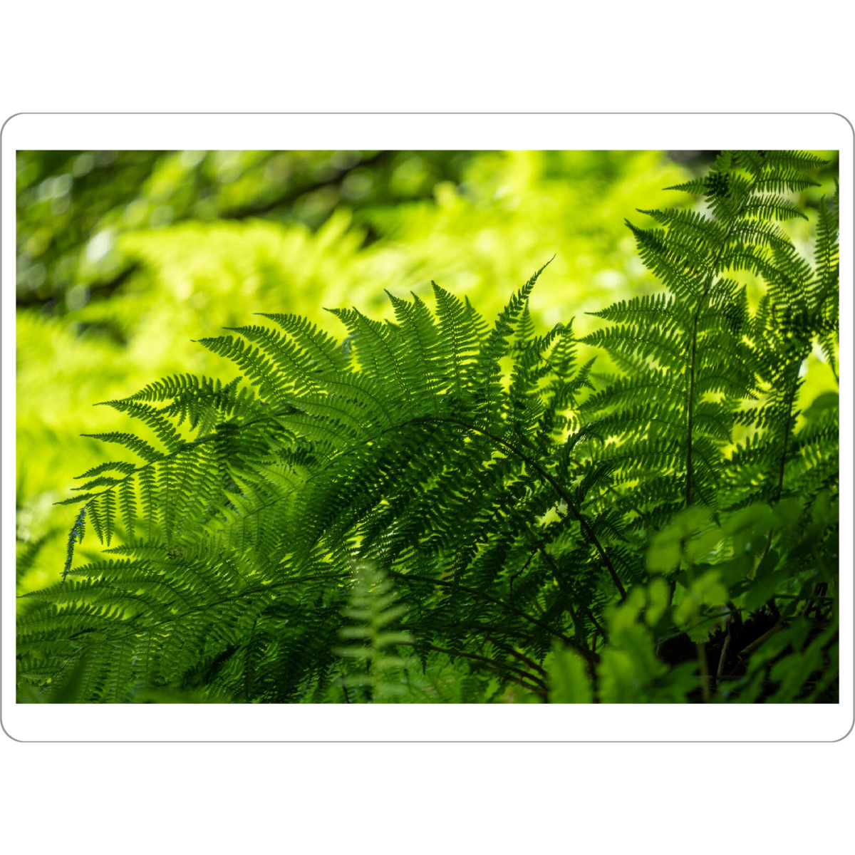 Tischset "Fern in the shade" artboxONE - Natur - Farn,Pflanzen,Schatten,Wald,Grüne lunge,Plants,Natur,Nature - Bild farn