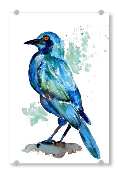 Acrylglasbild "Kleiner türkiser Vogel" artboxONE - Natur,Tiere