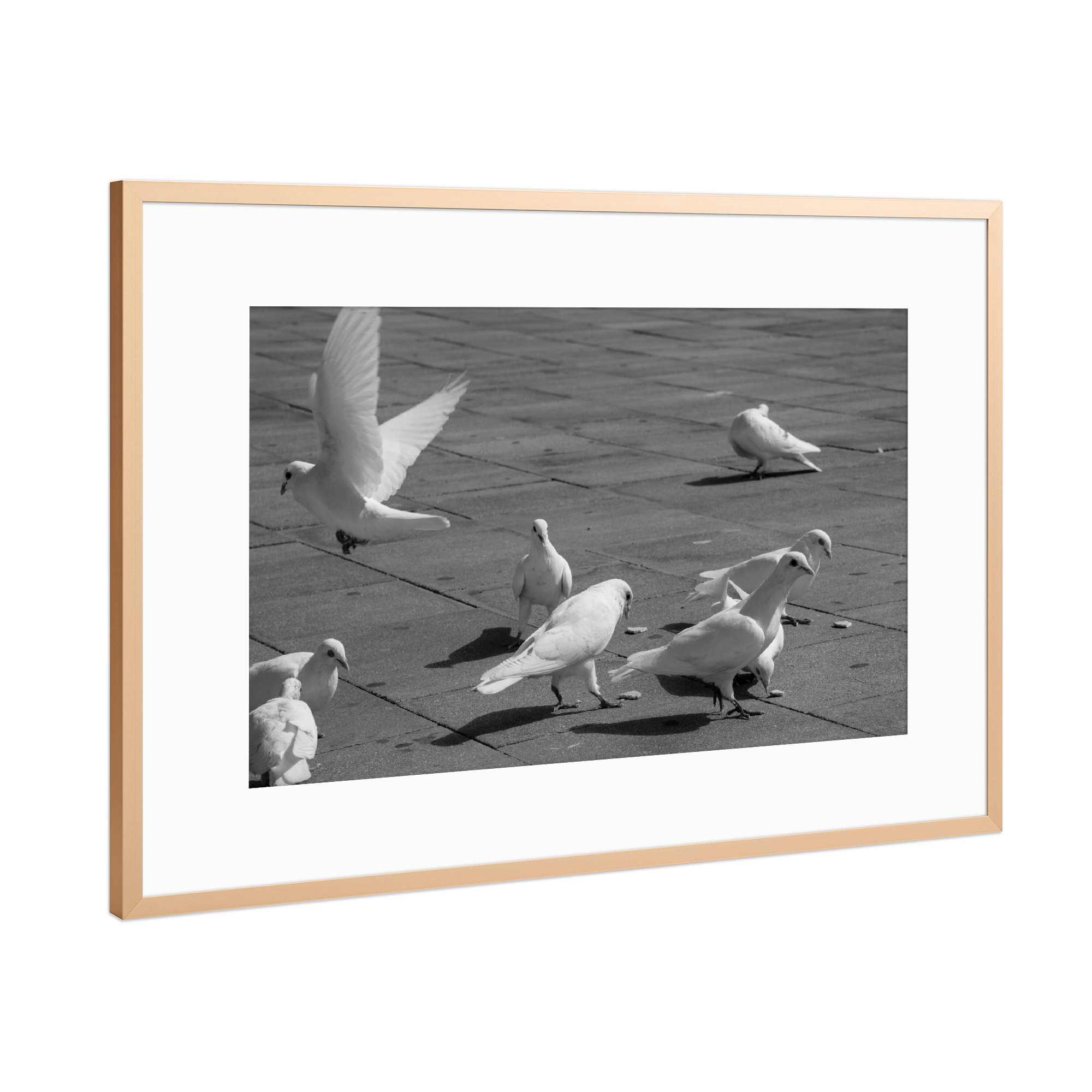 Poster mit Rahmen Kupfer "Taubentanz" artboxONE - Reise,Tiere,Schwarzweiß - Taube,Weiß,Schwarz,Schwarzweiß,Blackandwhite,Fliegen,Vögel,Birds