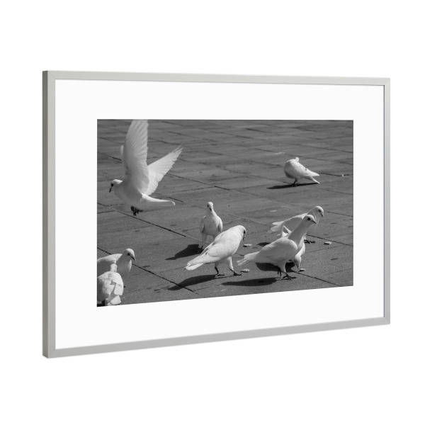 Poster mit Rahmen Silber "Taubentanz" artboxONE - Reise,Tiere,Schwarzweiß - Taube,Weiß,Schwarz,Schwarzweiß,Blackandwhite,Fliegen,Vögel,Birds