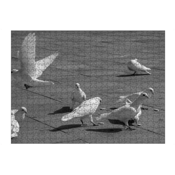 Puzzle Ravensburger "Taubentanz" artboxONE - Reise,Tiere,Schwarzweiß - Taube,Weiß,Schwarz,Schwarzweiß,Blackandwhite,Fliegen,Vögel,Birds - Bild taube