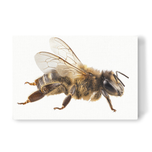 Leinwandbild "Bee species apis mellifera" artboxONE - Natur,Tiere - Insect,Animals,High resolution,Photography,Flying,Colorful,Spider,Nature,Bunt
