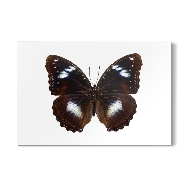 Galerie-Print "Schmetterlingsart Historis odius" 30x20 cm artboxONE