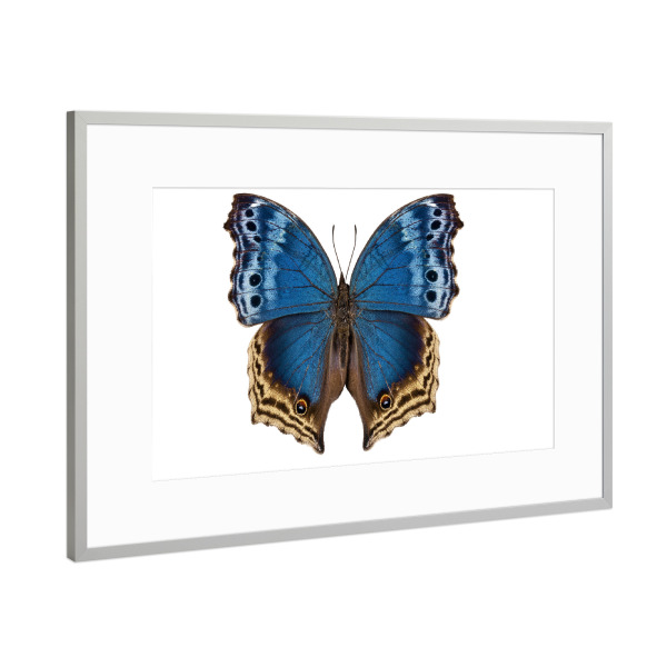 Poster mit Rahmen Silber "Salamis temora" artboxONE - Natur,Tiere - Insekt,Schmetterling,Tiere,Hohe auflösung,Fotografie,Fliegen,Bunt,Natur