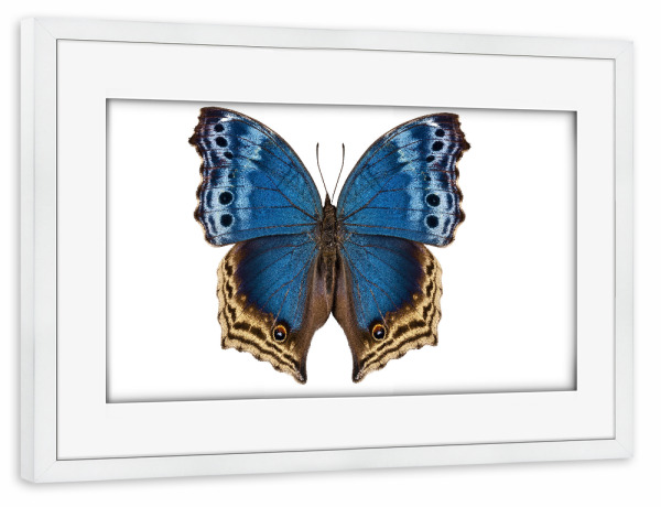 Poster mit Rahmen weiß "Salamis temora" artboxONE - Natur,Tiere - Insekt,Schmetterling,Tiere,Hohe auflösung,Fotografie,Fliegen,Bunt,Natur