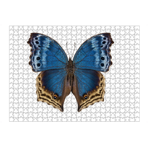 artboxONE Puzzle "Salamis temora" artboxONE - Natur,Tiere - Insekt,Schmetterling,Tiere,Hohe auflösung,Fotografie,Fliegen,Bunt,Natur - Bild insekt