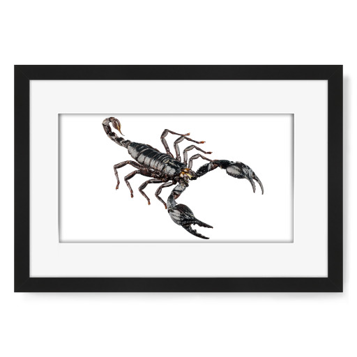 Schwarzer Skorpion