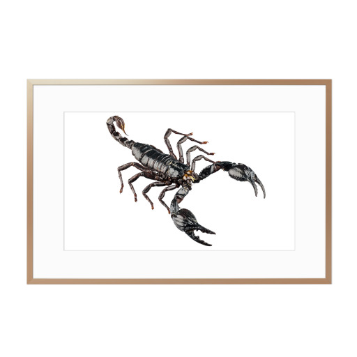 Schwarzer Skorpion
