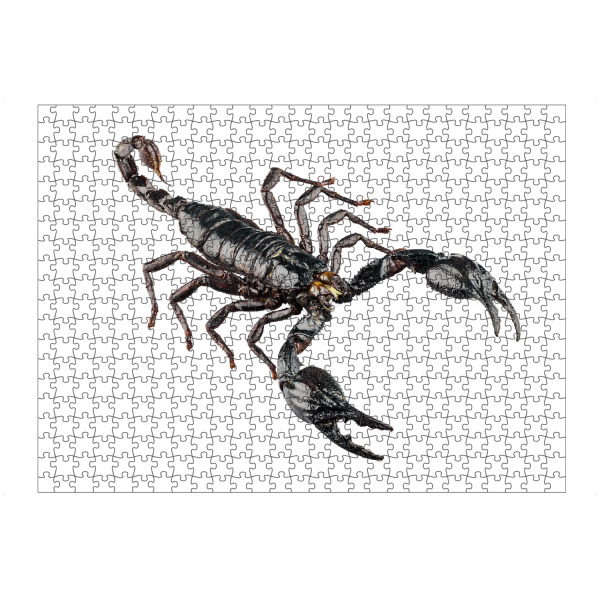 Puzzle Ravensburger "Schwarzer Skorpion" artboxONE - Natur,Tiere - Tiere,Hohe auflösung,Fotografie,Fliegen,Farbe,Bunt,Natur - Bild tiere