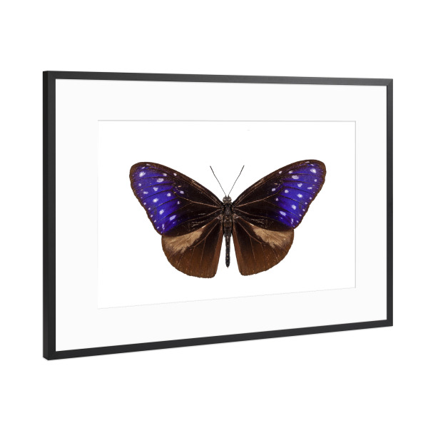 Poster mit Rahmen Schwarz (Metallic) "Bunter Schmetterling" artboxONE - Natur,Tiere