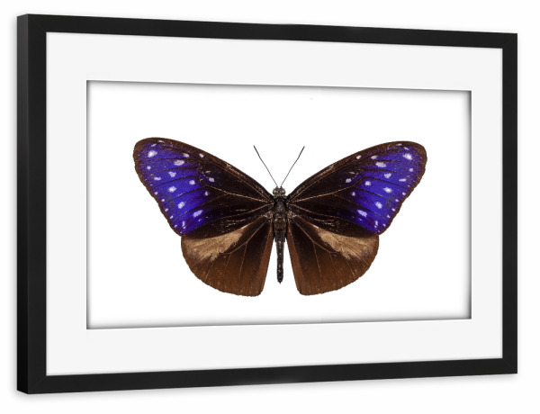 Poster mit Rahmen schwarz "Bunter Schmetterling" artboxONE - Natur,Tiere