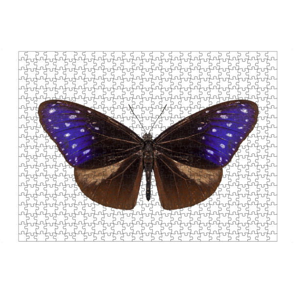 artboxONE Puzzle "Bunter Schmetterling" artboxONE - Natur,Tiere - Insekt,Schmetterling,Tiere,Hohe auflösung,Fotografie,Fliegen,Farbe,Bunt,Natur