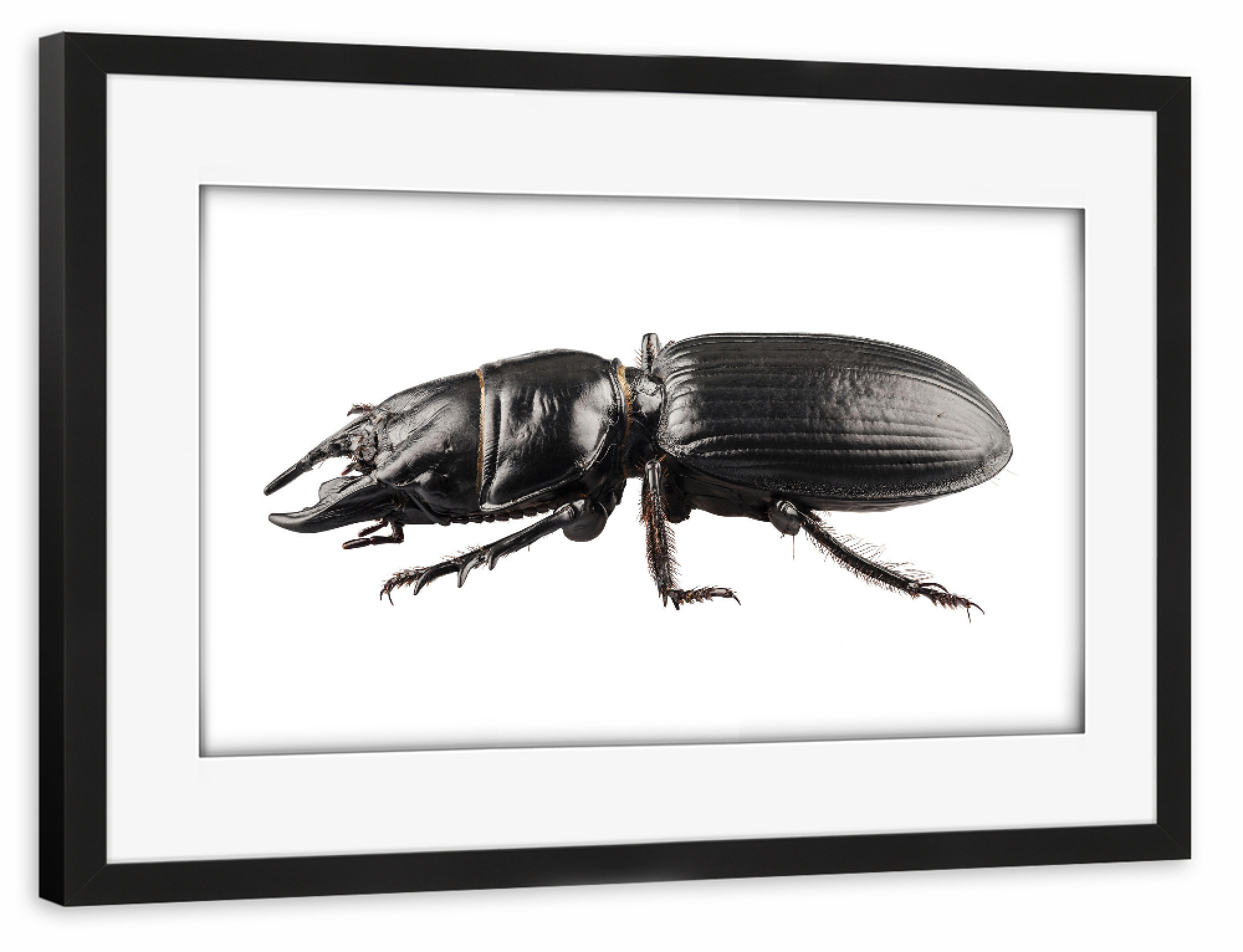 Poster mit Rahmen schwarz "Käferart Lucanus cervus" artboxONE - Natur,Tiere