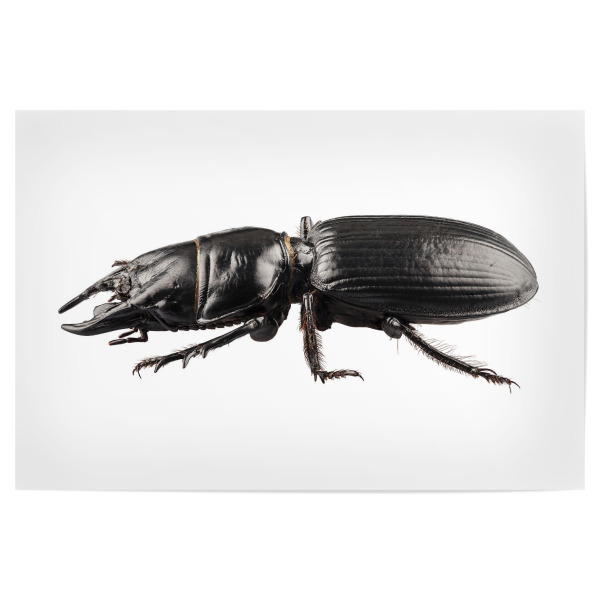 Poster 30x20 cm "Käferart Lucanus cervus" artboxONE - Natur,Tiere