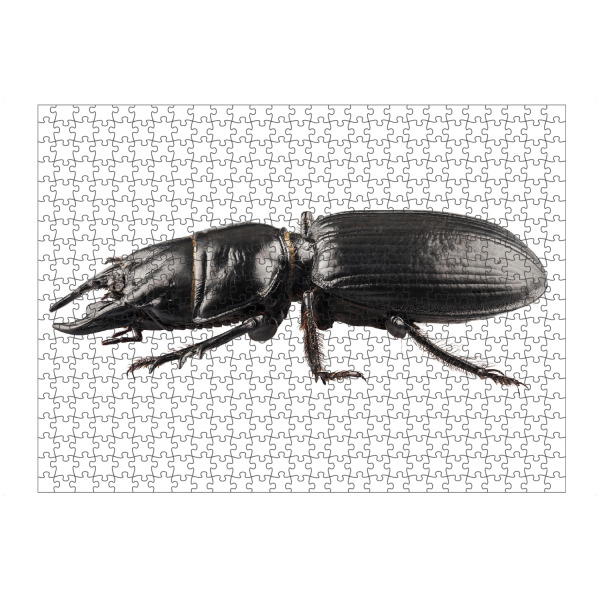 artboxONE Puzzle "Käferart Lucanus cervus" artboxONE - Natur,Tiere