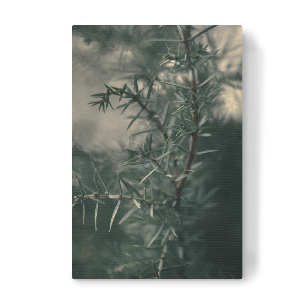 Leinwandbild "Dark Juniper" artboxONE - Natur,Floral