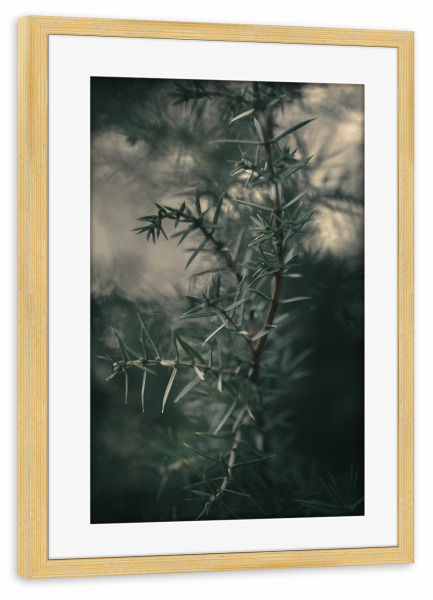 Poster mit Rahmen kiefer "Dark Juniper" artboxONE - Natur,Floral