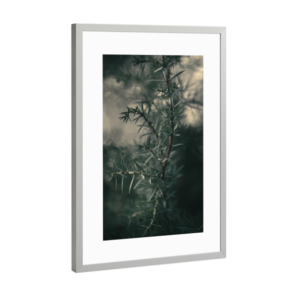 Poster mit Rahmen Silber "Dark Juniper" artboxONE - Natur,Floral