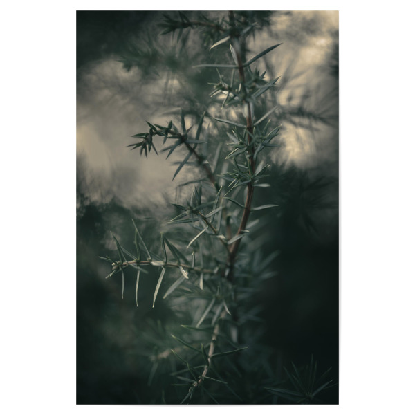 Poster 30x20 cm "Dark Juniper" artboxONE - Natur,Floral