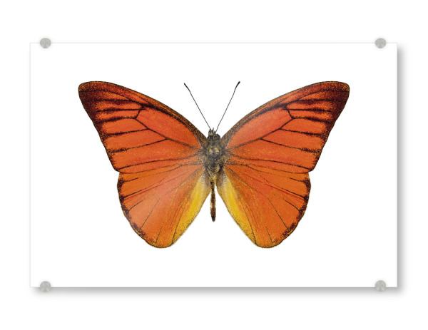 Acrylglasbild "Orangener Schmetterling 4k" artboxONE - Natur,Tiere - Insekt,Schmetterling,Tiere,Hohe auflösung,Fotografie,Fliegen,Farbe,Bunt,Natur