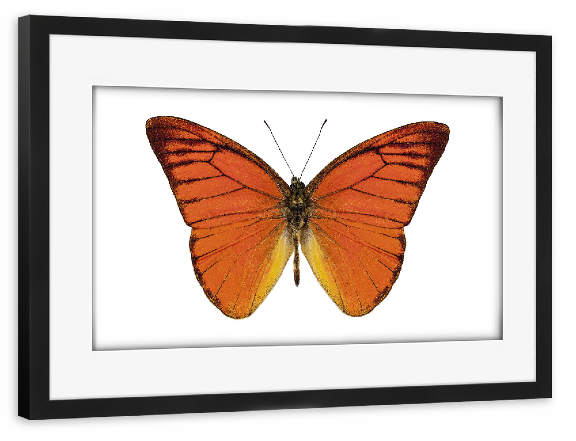 Poster mit Rahmen schwarz "Orangener Schmetterling 4k" artboxONE - Natur,Tiere