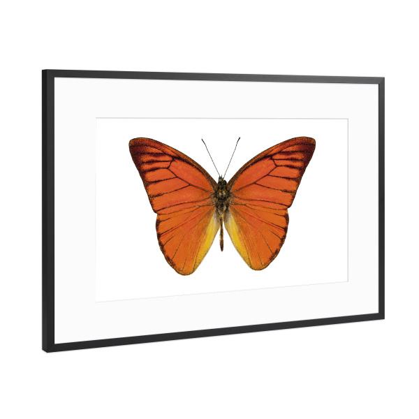 Poster mit Rahmen Schwarz (Metallic) "Orangener Schmetterling 4k" artboxONE - Natur,Tiere