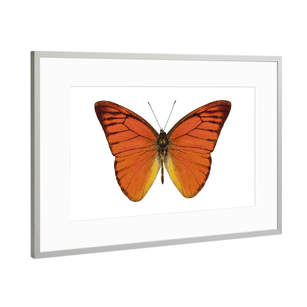 Poster mit Rahmen Silber "Orangener Schmetterling 4k" artboxONE - Natur,Tiere