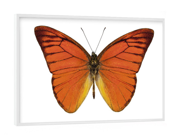 Poster mit weißem Rahmen "Orangener Schmetterling 4k" artboxONE - Natur,Tiere