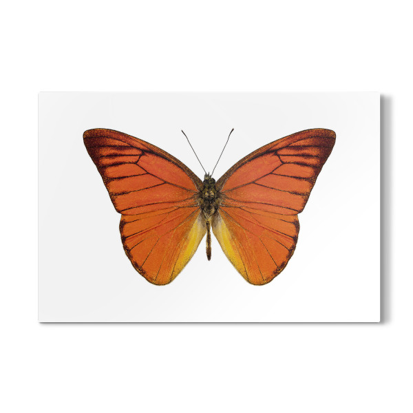 Galerie-Print "Orangener Schmetterling 4k" 30x20 cm artboxONE