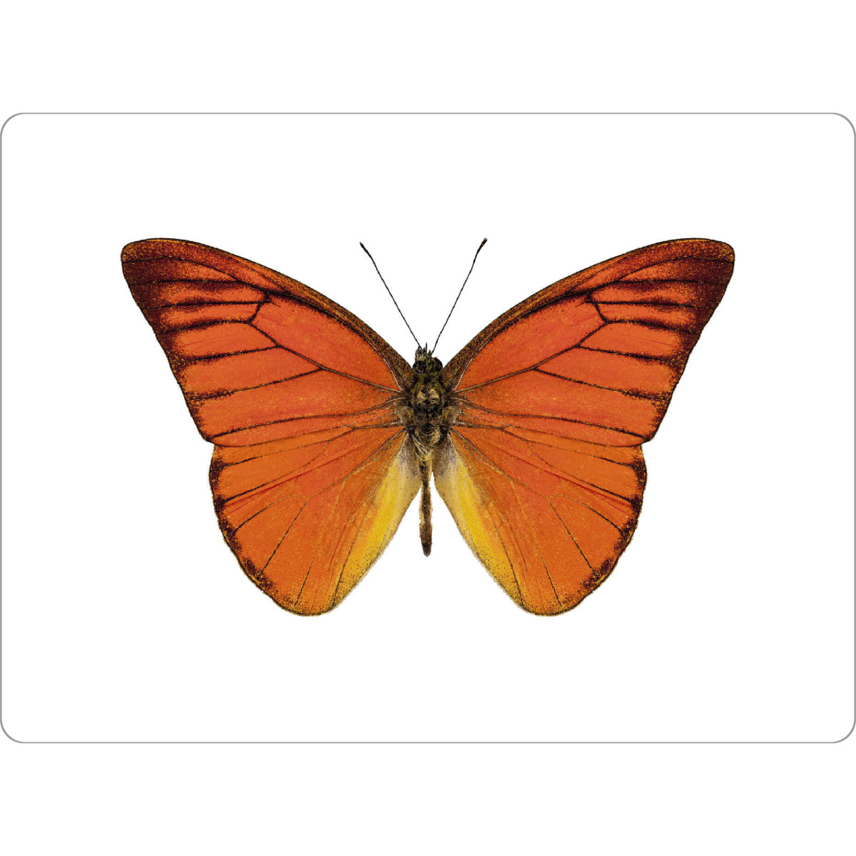 Tischset "Orangener Schmetterling 4k" artboxONE - Natur,Tiere - Insekt,Schmetterling,Tiere,Hohe auflösung,Fotografie,Fliegen,Farbe,Bunt,Natur