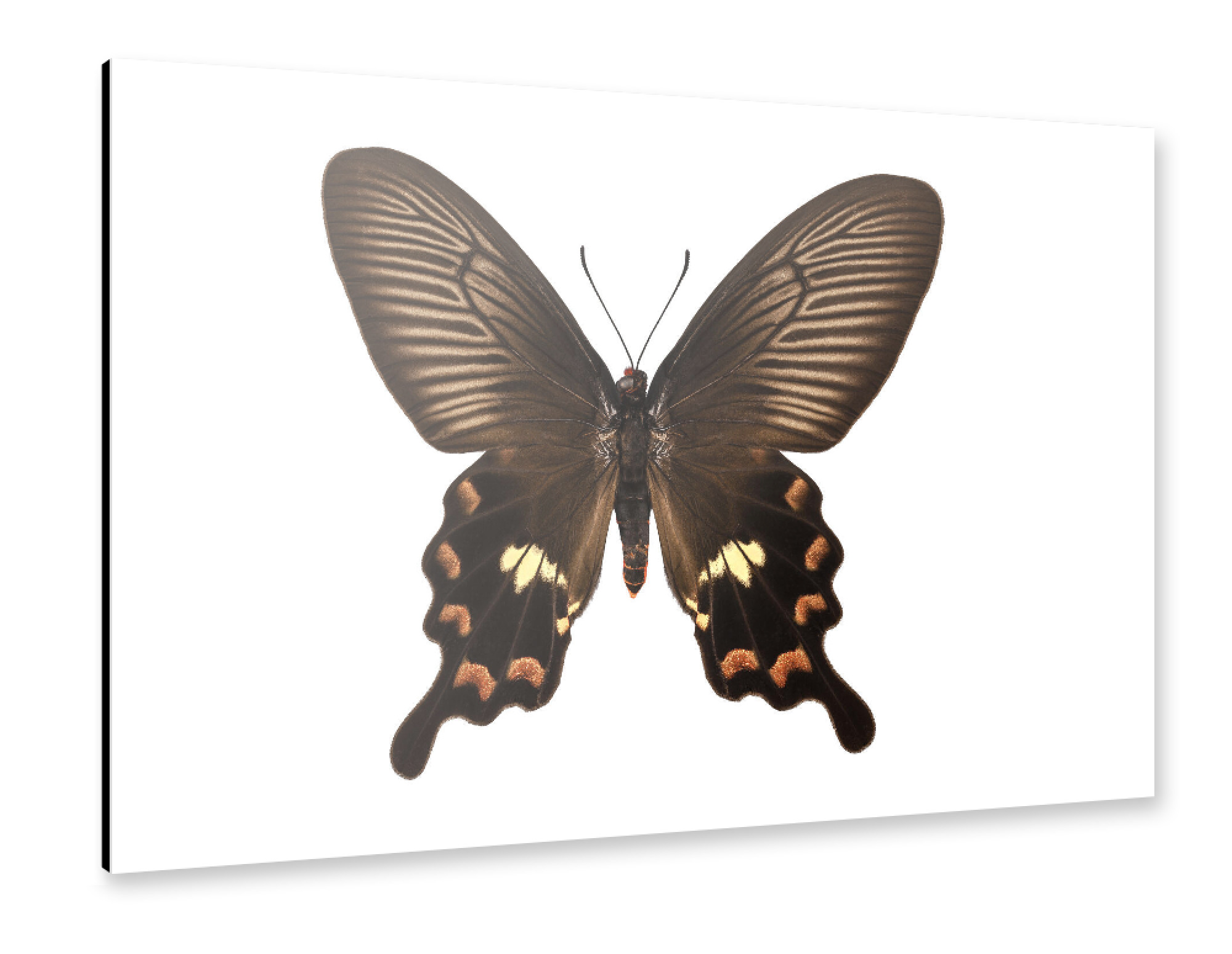 Alu-Dibond "Butterfly species Pachliopta" 75x50 cm artboxONE