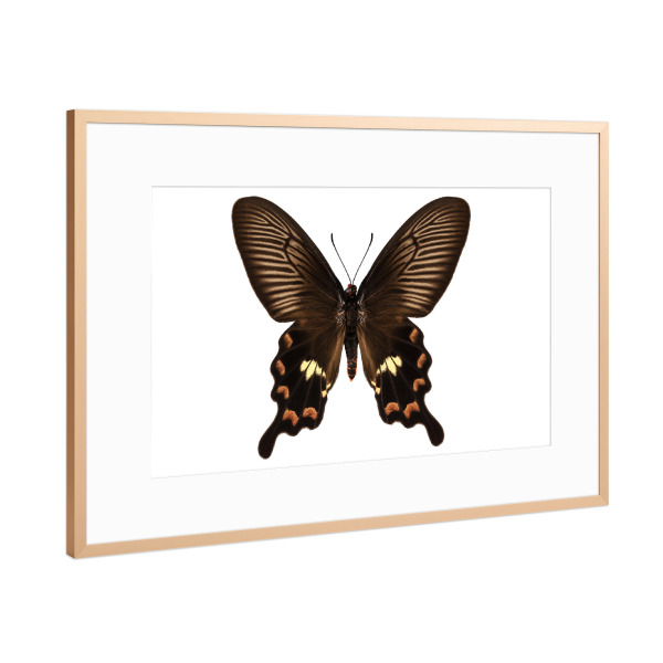 Poster mit Rahmen Kupfer "Butterfly species Pachliopta" artboxONE - Natur,Tiere