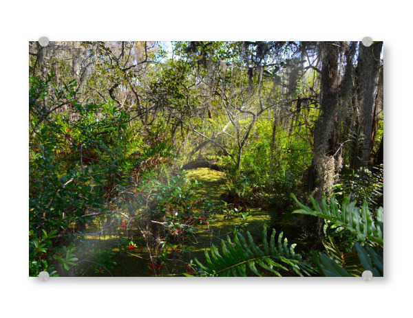 Acrylglasbild "Sumpflandschaft in Florida" artboxONE - Natur,Reise,Reise / Länder