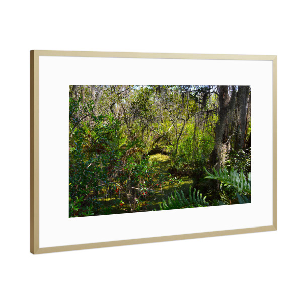Poster mit Rahmen Gold "Sumpflandschaft in Florida" artboxONE - Natur,Reise,Reise / Länder