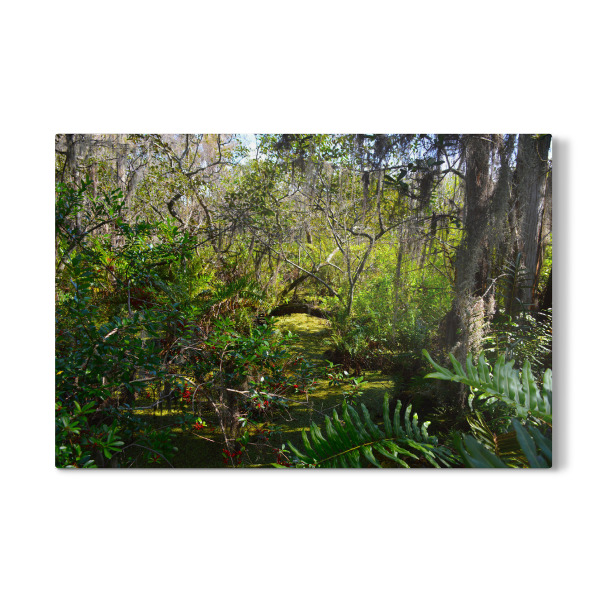 Galerie-Print "Sumpflandschaft in Florida" 30x20 cm artboxONE