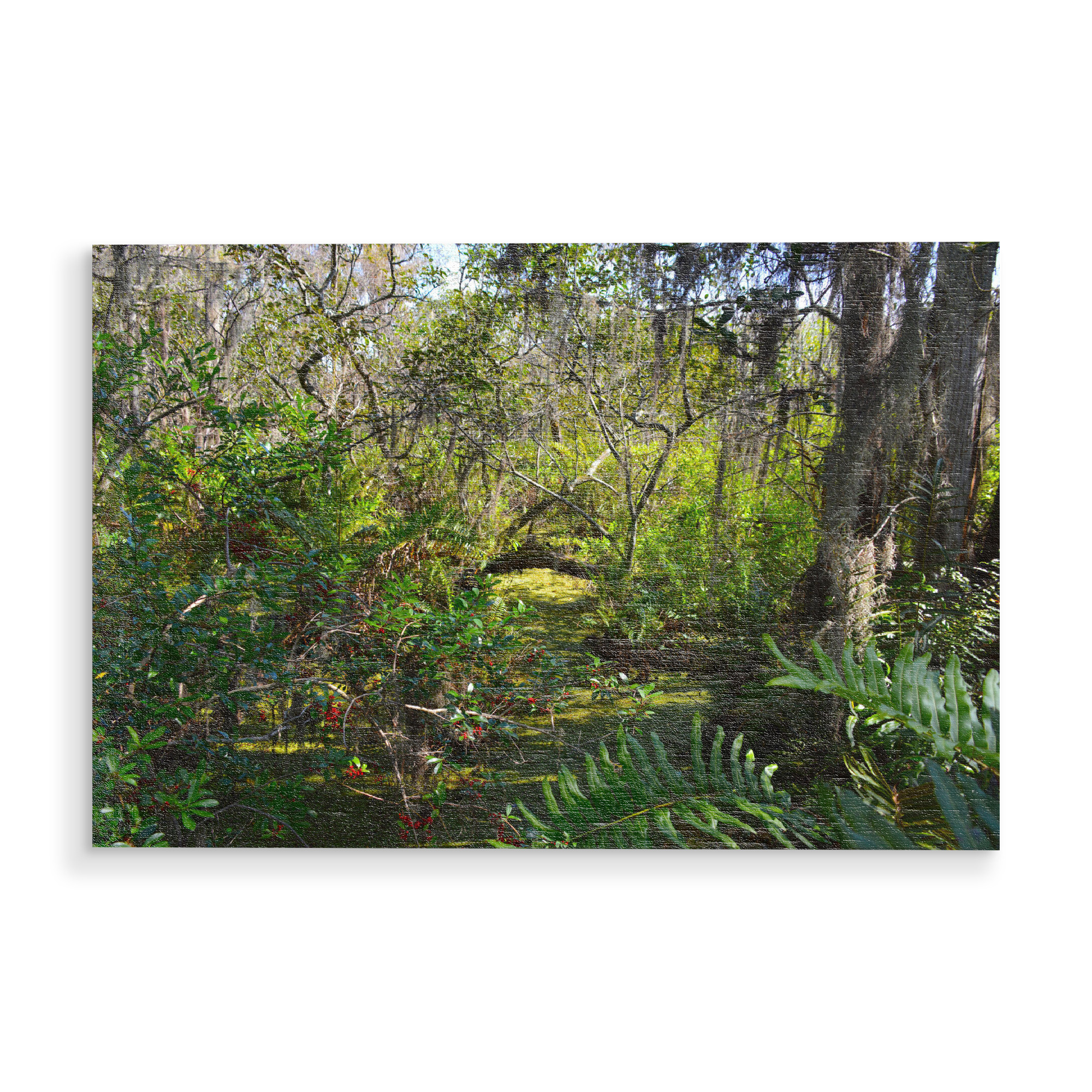 Holzbild "Sumpflandschaft in Florida" artboxONE - Natur,Reise,Reise / Länder