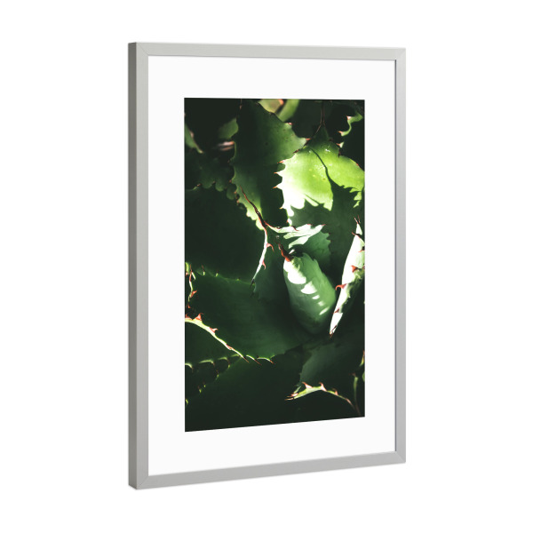 Poster mit Rahmen Silber "Agave im Licht" artboxONE - Natur,Floral