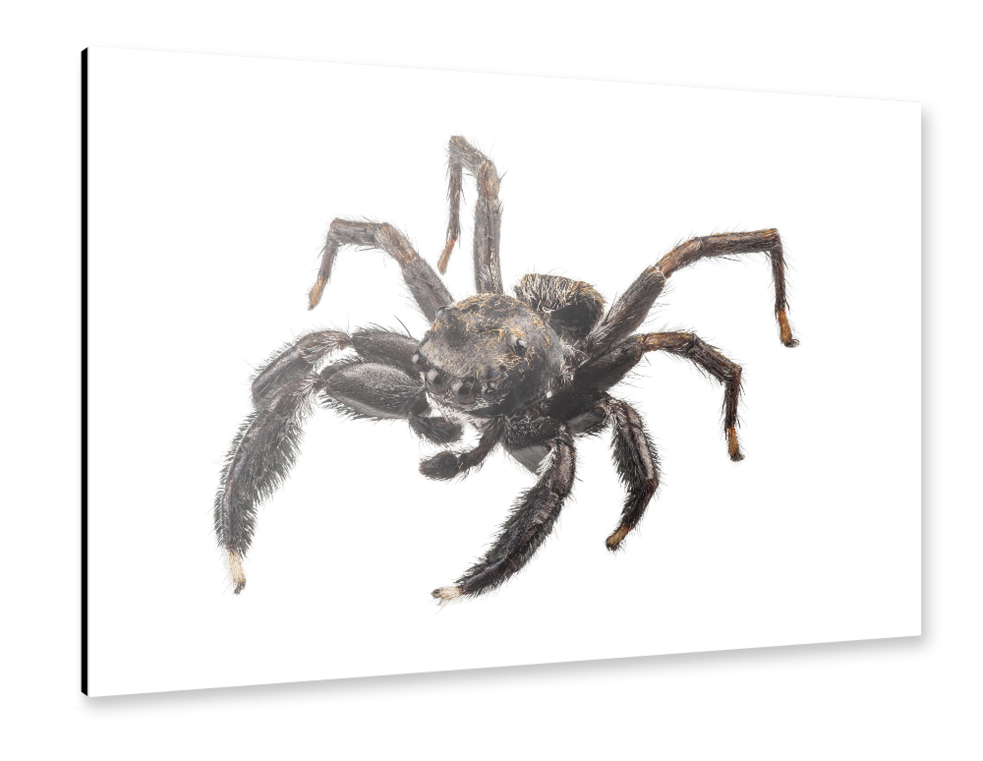 Alu-Dibond "Black spider" 30x20 cm artboxONE