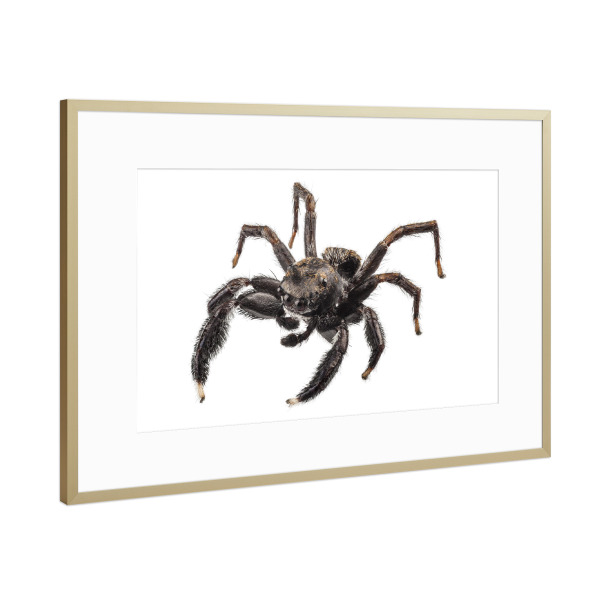 Poster mit Rahmen Gold "Black spider" artboxONE - Natur,Tiere - Insekt,Tiere,Fliegen,Farbe,Bunt,Spinne,Natur