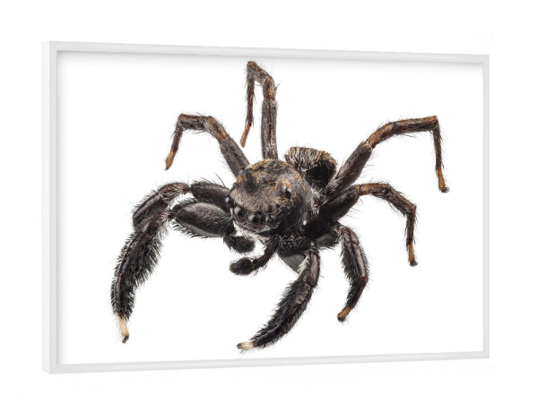 Poster mit weißem Rahmen "Black spider" artboxONE - Natur,Tiere - Insekt,Tiere,Fliegen,Farbe,Bunt,Spinne,Natur