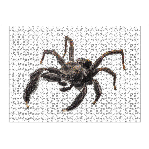 artboxONE Puzzle "Black spider" artboxONE - Natur,Tiere - Insekt,Tiere,Fliegen,Farbe,Bunt,Spinne,Natur - Bild insekt