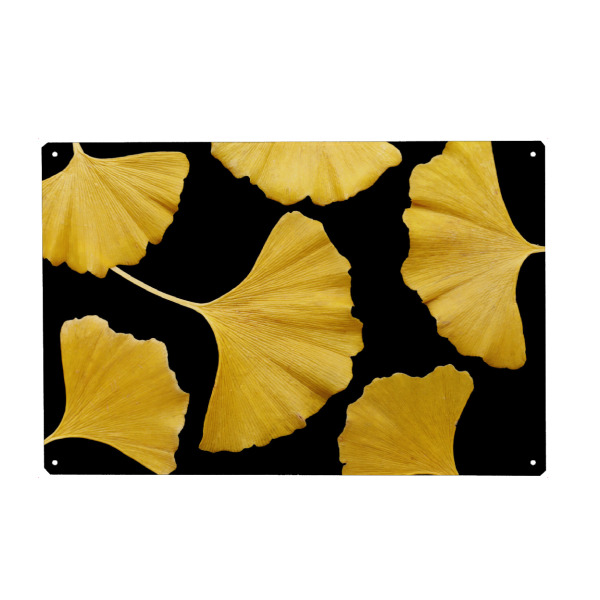 Metall Poster "Ginkgo Blätter Gelb" artboxONE - Natur,Floral,Abstrakt