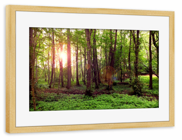 Poster mit Rahmen kiefer "Ein schöner Wald" artboxONE - Natur,Reise