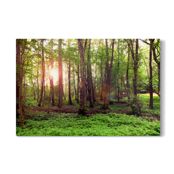 Galerie-Print "Ein schöner Wald" 30x20 cm artboxONE