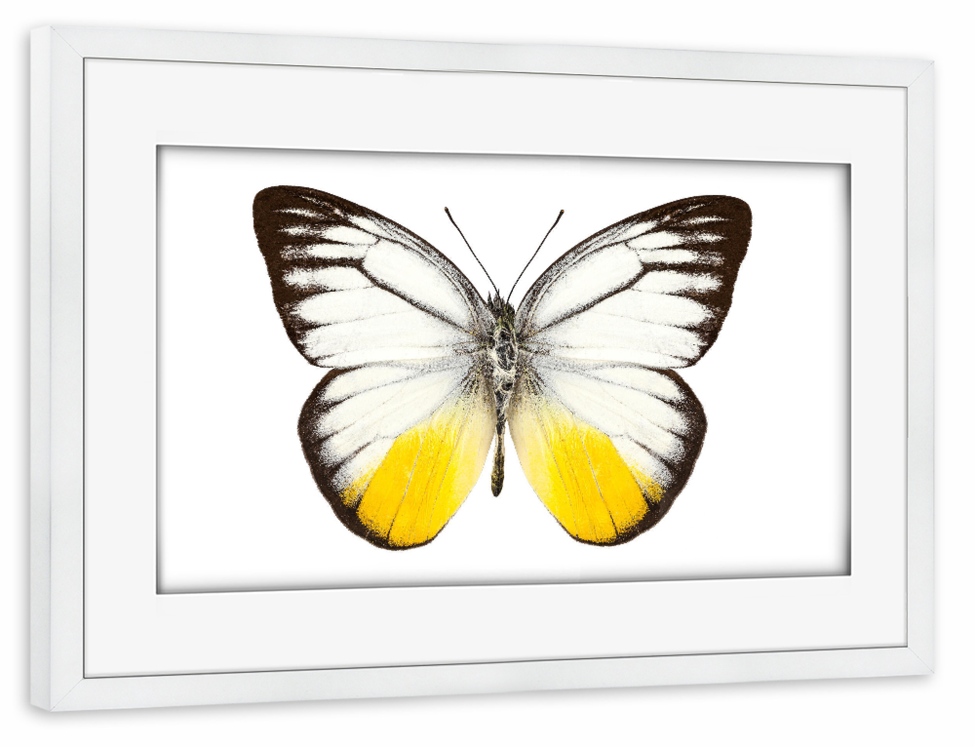 Poster mit Rahmen weiß "Schmetterlingsart Cepora" artboxONE - Natur,Tiere